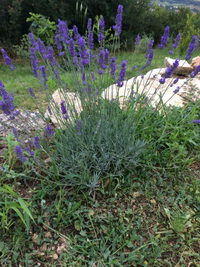 Il Nido Del Falco Nelle Antiche Mura Holiday home *